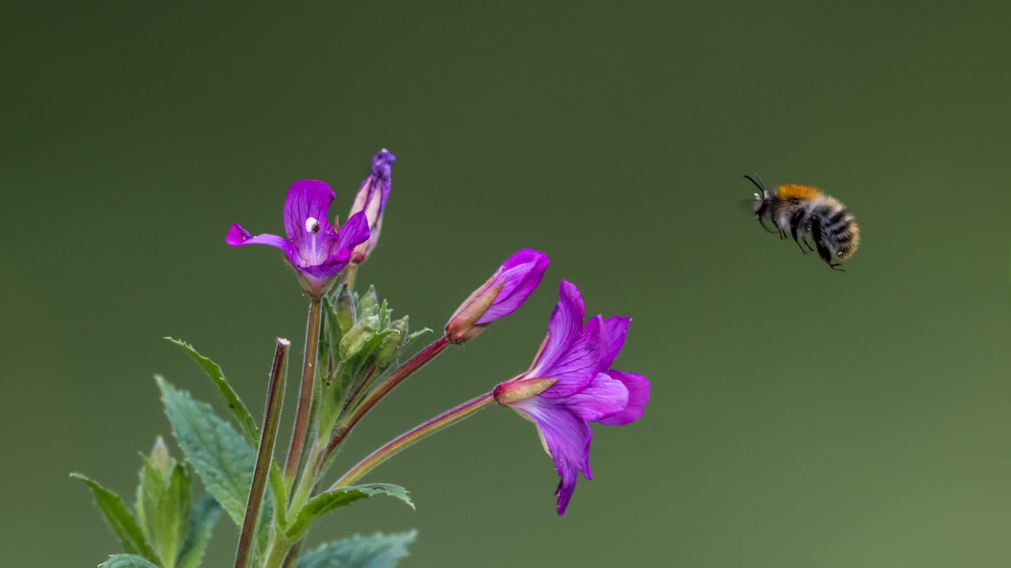 Biene im Anflug auf Blume